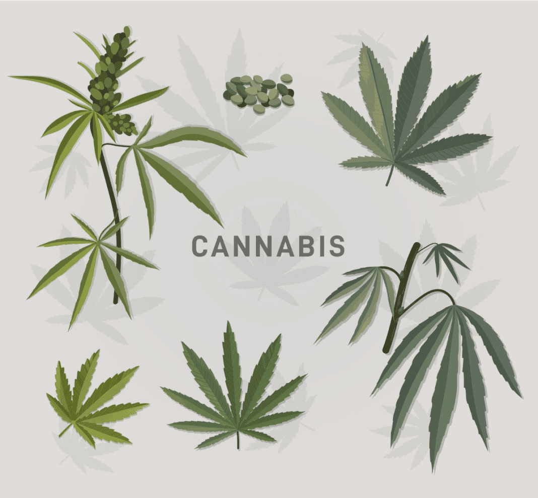 Эко-дома из конопли